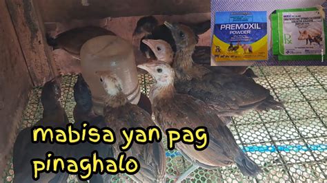gamot sa halak ng sisiw